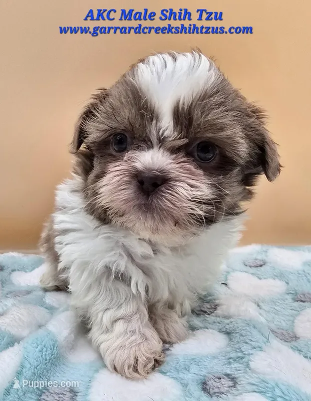 Lavender and White Male – Shih Tzu puppy for sale in Oakville, WA