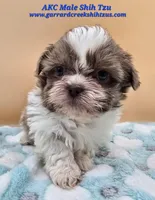 Lavender and White Male, a male Shih Tzu for sale in Oakville, WA – Photo 1 of 8