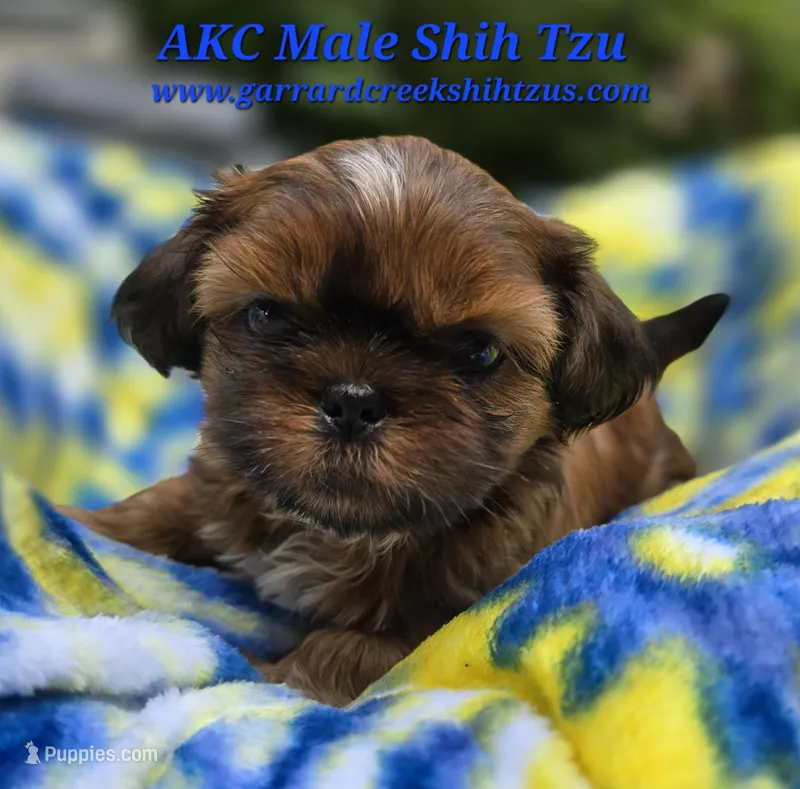 AKC Male – Shih Tzu puppy for sale in Oakville, WA