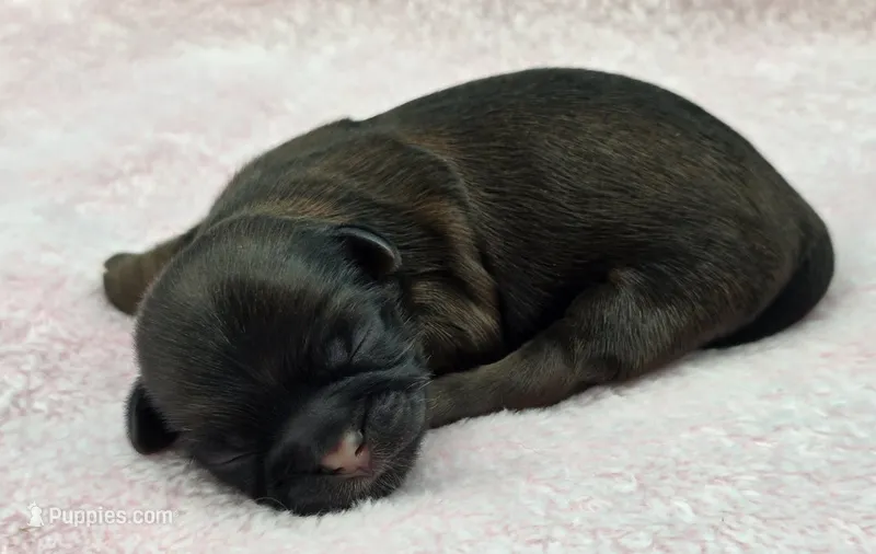 Lily X Baloo Female – Shih Tzu puppy for sale in Oakville, WA