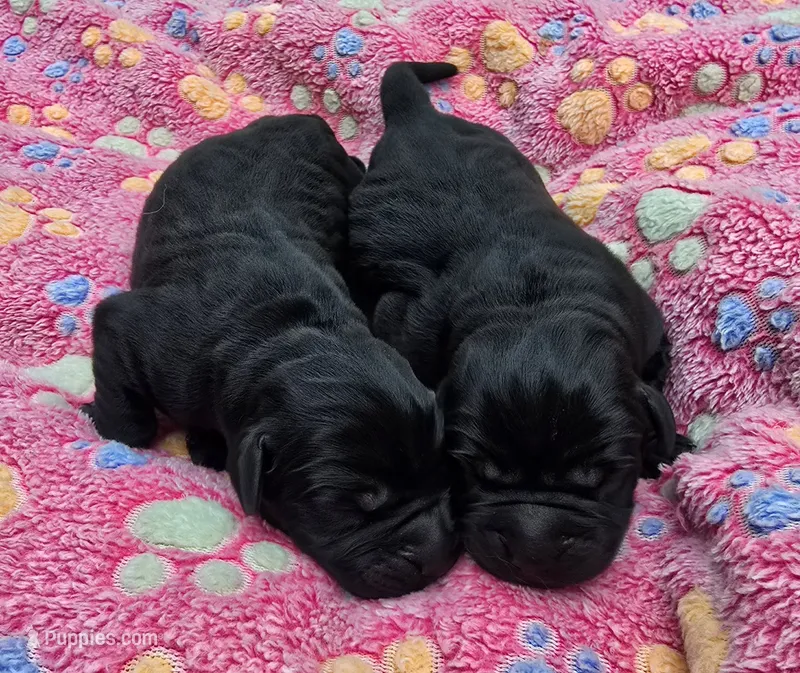 Black Female – Labrador Retriever puppy for sale in Oakville, WA