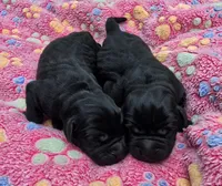 Black Female, a female Labrador Retriever for sale in Oakville, WA – 1 of 3