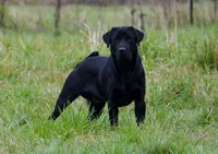 Cocoa X River Black Collar, a male Labrador Retriever for sale in Oakville, WA – Photo 4 of 8