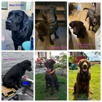 Cocoa X River Black Collar, a male Labrador Retriever for sale in Oakville, WA – Photo 6 of 8