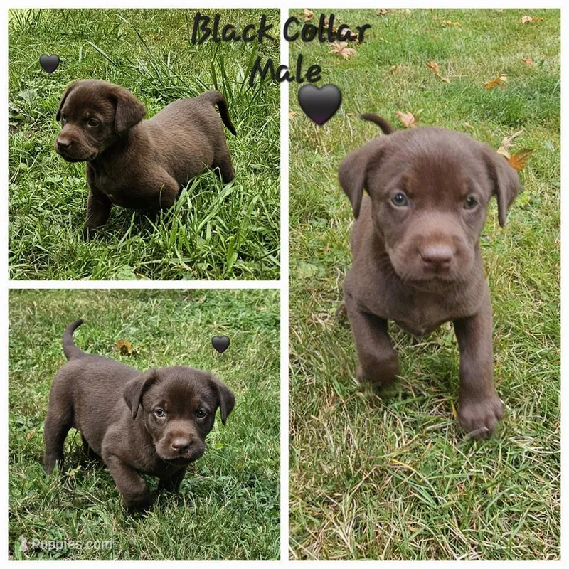 Cocoa X River Black Collar