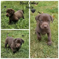 Cocoa X River Black Collar, a male Labrador Retriever for sale in Oakville, WA – Photo 1 of 8