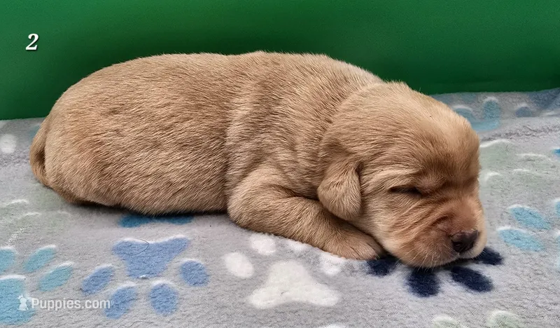 Fox Red Male 2 – Labrador Retriever puppy for sale in Oakville, WA