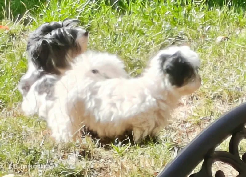 Havanese Male – Havanese puppy for sale in Oakville, WA
