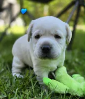 Yellow Male Labrador, a male Labrador Retriever for sale in Oakville, WA – 2 of 4