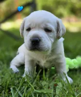 Yellow Male Labrador, a male Labrador Retriever for sale in Oakville, WA – 3 of 4