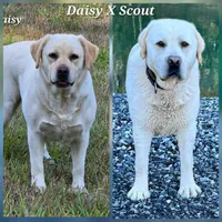 Yellow Male Labrador, a male Labrador Retriever for sale in Oakville, WA – 4 of 4