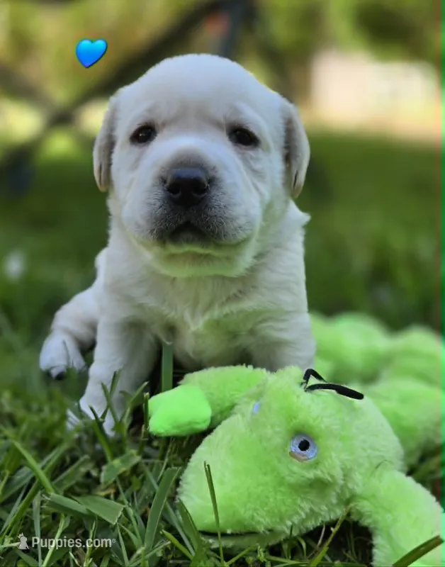 Yellow Male Labrador – Labrador Retriever puppy for sale in Oakville, WA