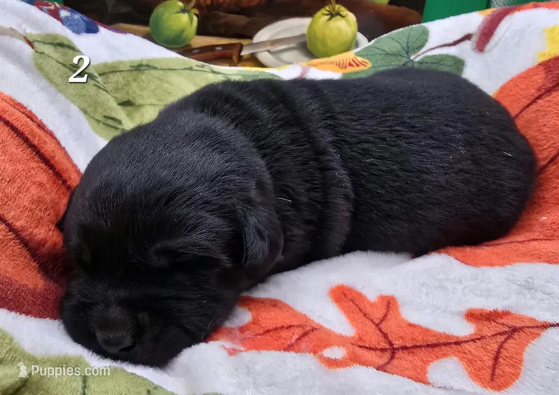 AKC Black Male 2 – Labrador Retriever puppy for sale in Oakville, WA