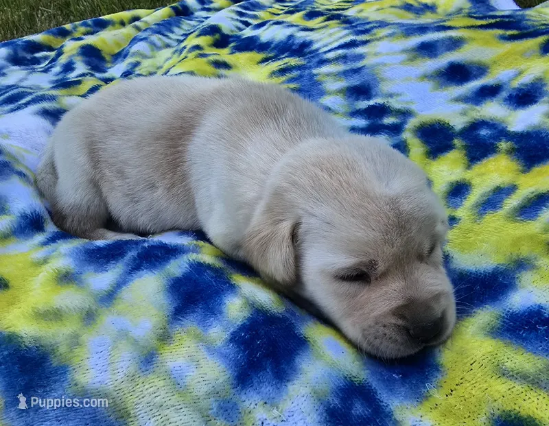 Light Yellow Male – Labrador Retriever puppy for sale in Oakville, WA