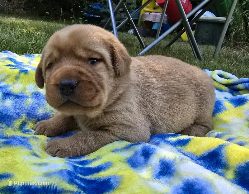Fox Red Female 2 – Labrador Retriever puppy for sale in Oakville, WA