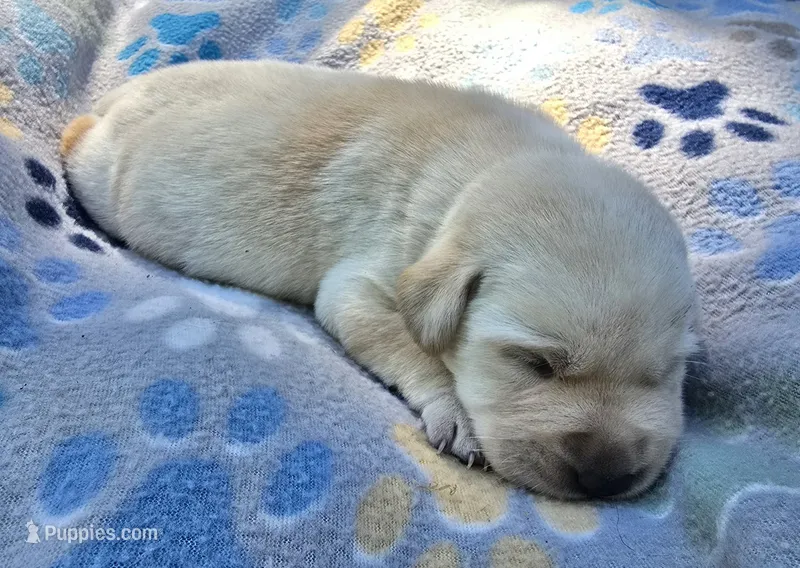Light Yellow Male – Labrador Retriever puppy for sale in Oakville, WA
