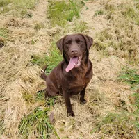 Cocoa, a female Labrador Retriever for sale in Oakville, WA – Photo 5 of 7