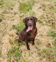 Cocoa, a female Labrador Retriever for sale in Oakville, WA – Photo 5 of 7