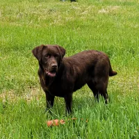 Cocoa, a female Labrador Retriever for sale in Oakville, WA – Photo 3 of 7