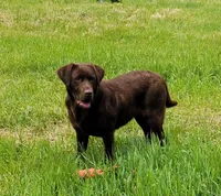 Cocoa, a female Labrador Retriever for sale in Oakville, WA – Photo 3 of 7