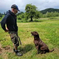 Cocoa, a female Labrador Retriever for sale in Oakville, WA – Photo 7 of 7