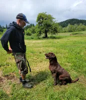 Cocoa, a female Labrador Retriever for sale in Oakville, WA – Photo 7 of 7