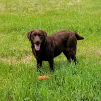 Cocoa, a female Labrador Retriever for sale in Oakville, WA – Photo 2 of 7