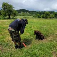 Cocoa, a female Labrador Retriever for sale in Oakville, WA – Photo 4 of 7
