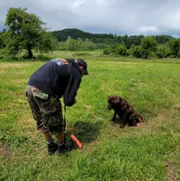 Cocoa, a female Labrador Retriever for sale in Oakville, WA – Photo 4 of 7