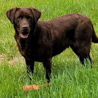 Cocoa, a female Labrador Retriever for sale in Oakville, WA – Photo 1 of 7