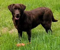 Cocoa, a female Labrador Retriever for sale in Oakville, WA – Photo 1 of 7