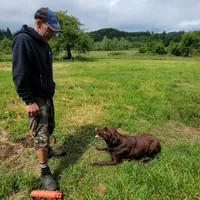 Cocoa, a female Labrador Retriever for sale in Oakville, WA – Photo 6 of 7