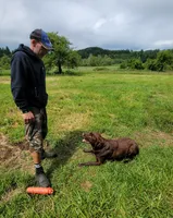 Cocoa, a female Labrador Retriever for sale in Oakville, WA – Photo 6 of 7