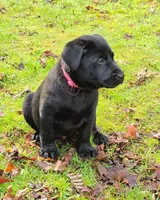 AKC Black Female, a female Labrador Retriever for sale in Oakville, WA – Photo 4 of 5