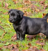 AKC Black Female, a female Labrador Retriever for sale in Oakville, WA – Photo 2 of 5