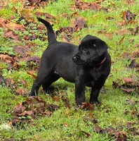 AKC Black Female, a female Labrador Retriever for sale in Oakville, WA – Photo 3 of 5