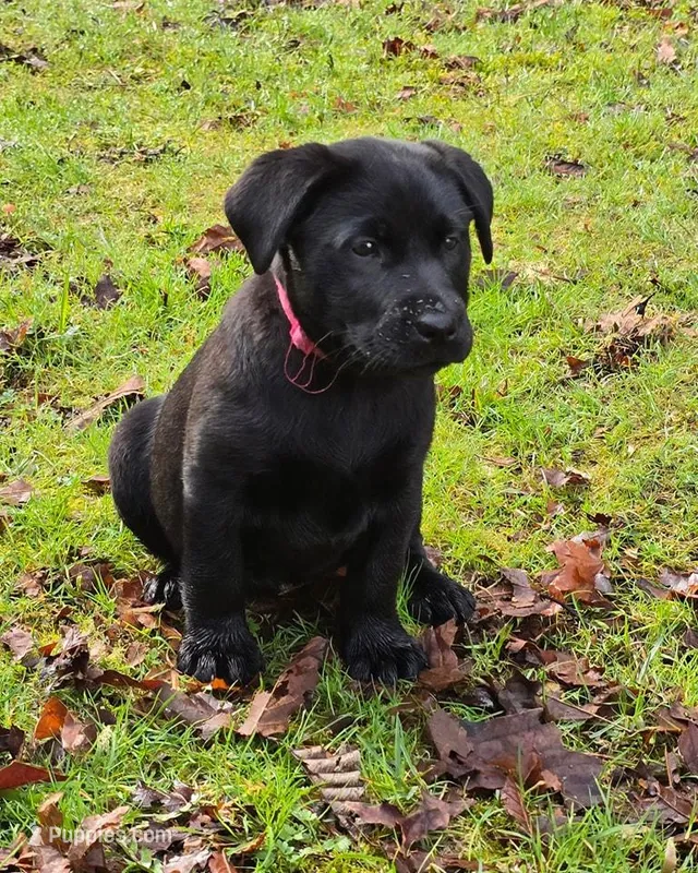 AKC Black Female, a female Labrador Retriever for sale in Oakville, WA – Photo 1 of 5