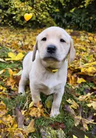 Kush X Talon Girl, a female Labrador Retriever for sale in Oakville, WA – Photo 2 of 6
