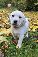 Kush X Talon Girl, a female Labrador Retriever for sale in Oakville, WA – Photo 3 of 6