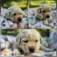 Kush X Talon Girl, a female Labrador Retriever for sale in Oakville, WA – Photo 4 of 6