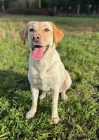 Kush X Talon Girl, a female Labrador Retriever for sale in Oakville, WA – Photo 5 of 6