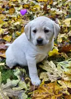 Kush X Talon Girl, a female Labrador Retriever for sale in Oakville, WA – Photo 1 of 6