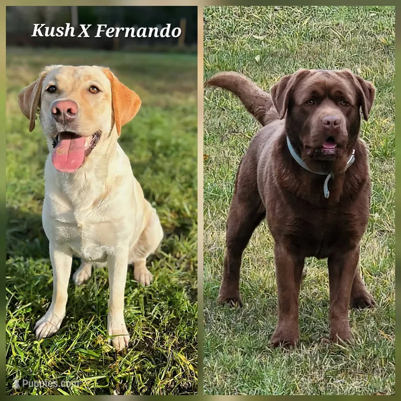 AKC Christmas Black Labradors – Labrador Retriever puppy for sale in Oakville, WA
