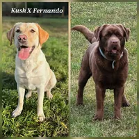 AKC Christmas Black Labradors, a  Labrador Retriever for sale in Oakville, WA – 1 of 1