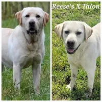 Yellow Male, a male Labrador Retriever for sale in Oakville, WA – Photo 2 of 2