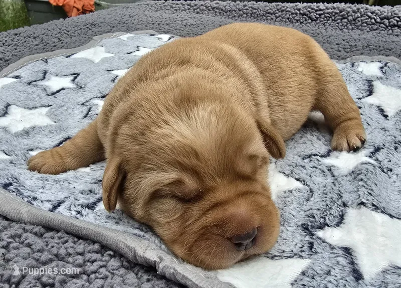 Fox Red Female – Labrador Retriever puppy for sale in Oakville, WA
