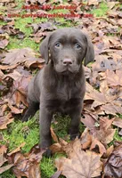 Lennon X Fernando Female, a female Labrador Retriever for sale in Oakville, WA – Photo 1 of 3