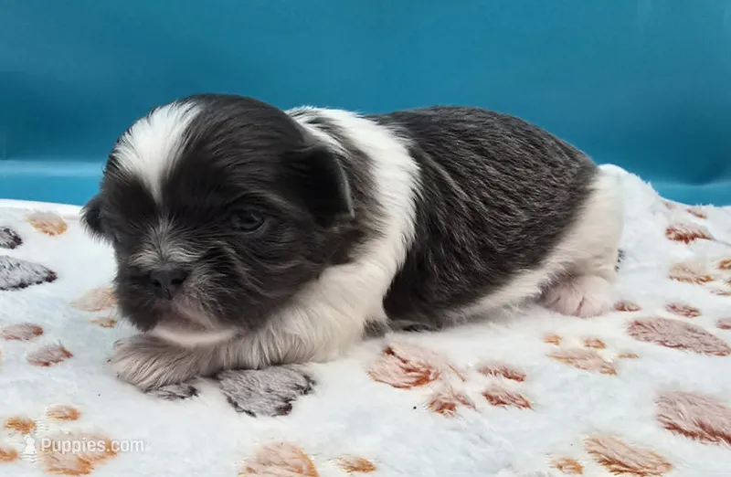 Blue and White Male – Shih Tzu puppy for sale in Oakville, WA