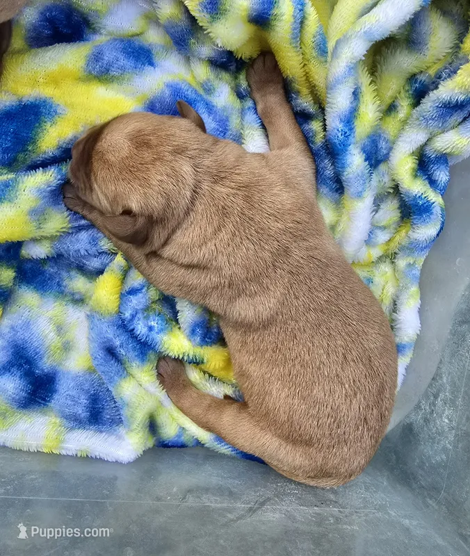 Fox Red Female – Labrador Retriever puppy for sale in Oakville, WA