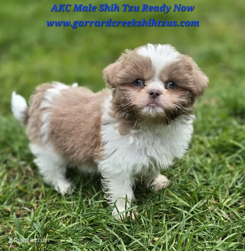 Lavender and White Male, a male Shih Tzu for sale in Oakville, WA – Photo 1 of 9